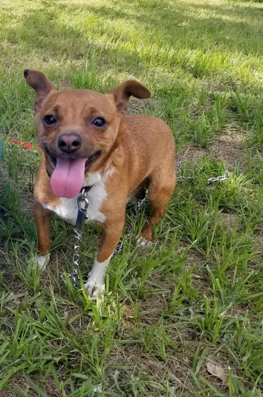 Lost dog in Montgomery, TX, 77316
