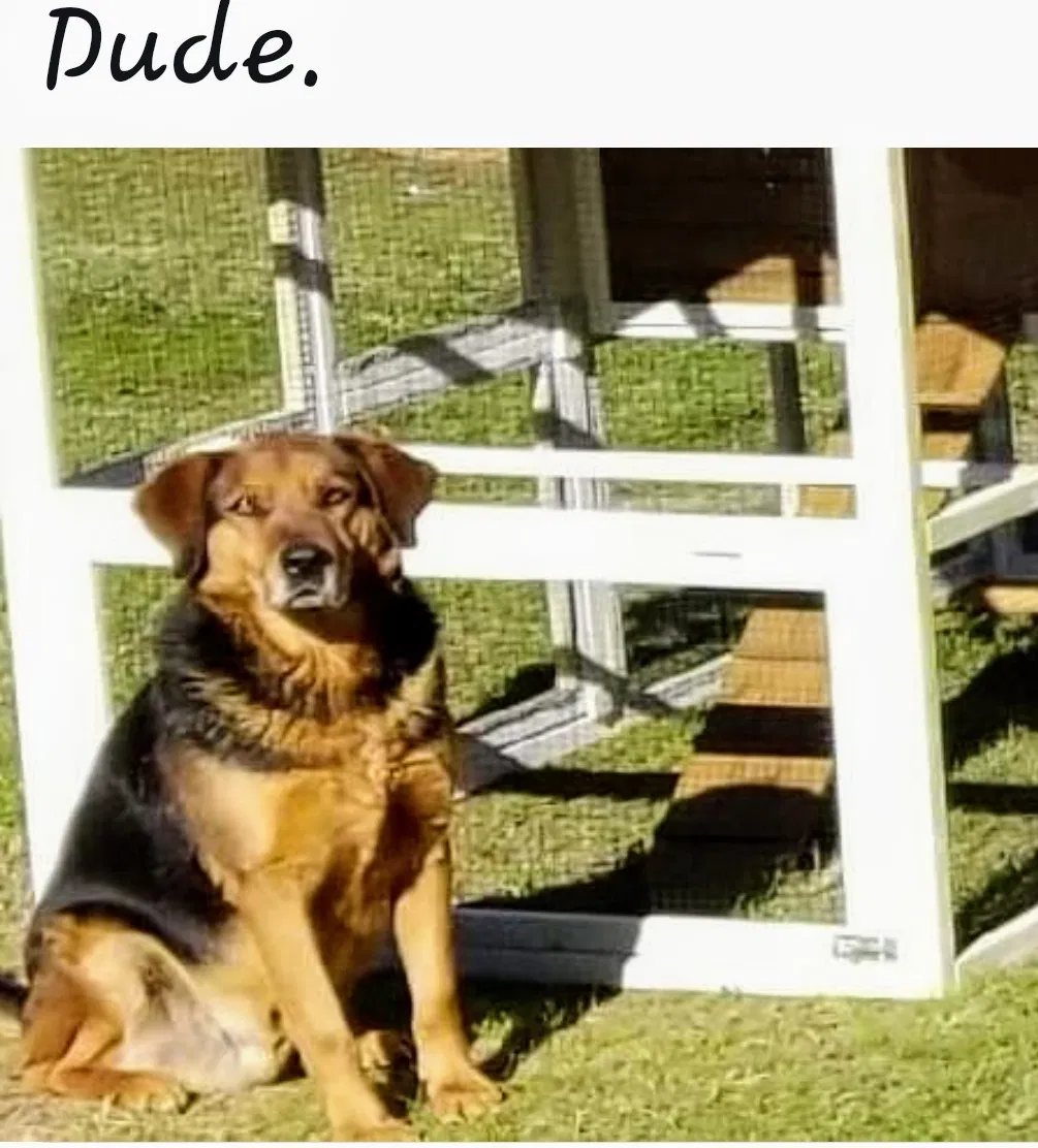 Lost dog in Marshall, TX, 75671