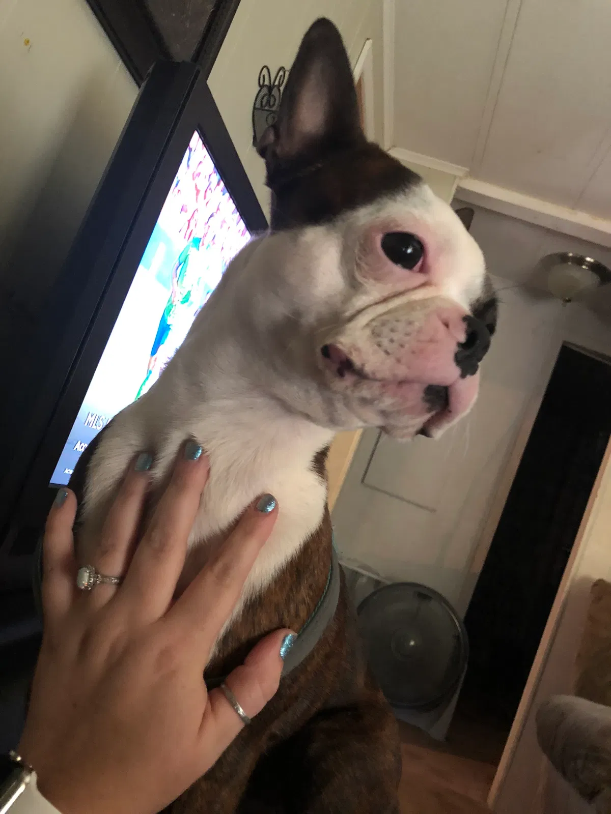 Lost dog in Athens, GA, 30607