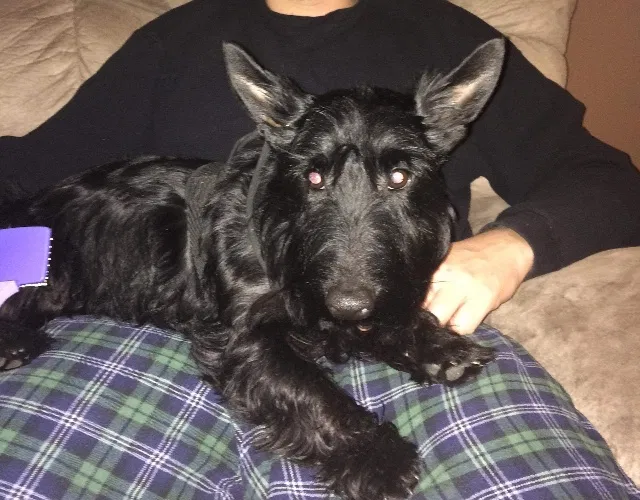Lost dog in Milton, WV, 25541