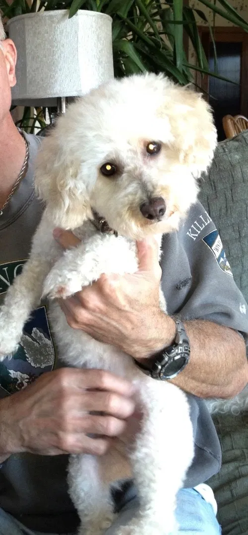 Lost dog in Noblesville, IN, 46062