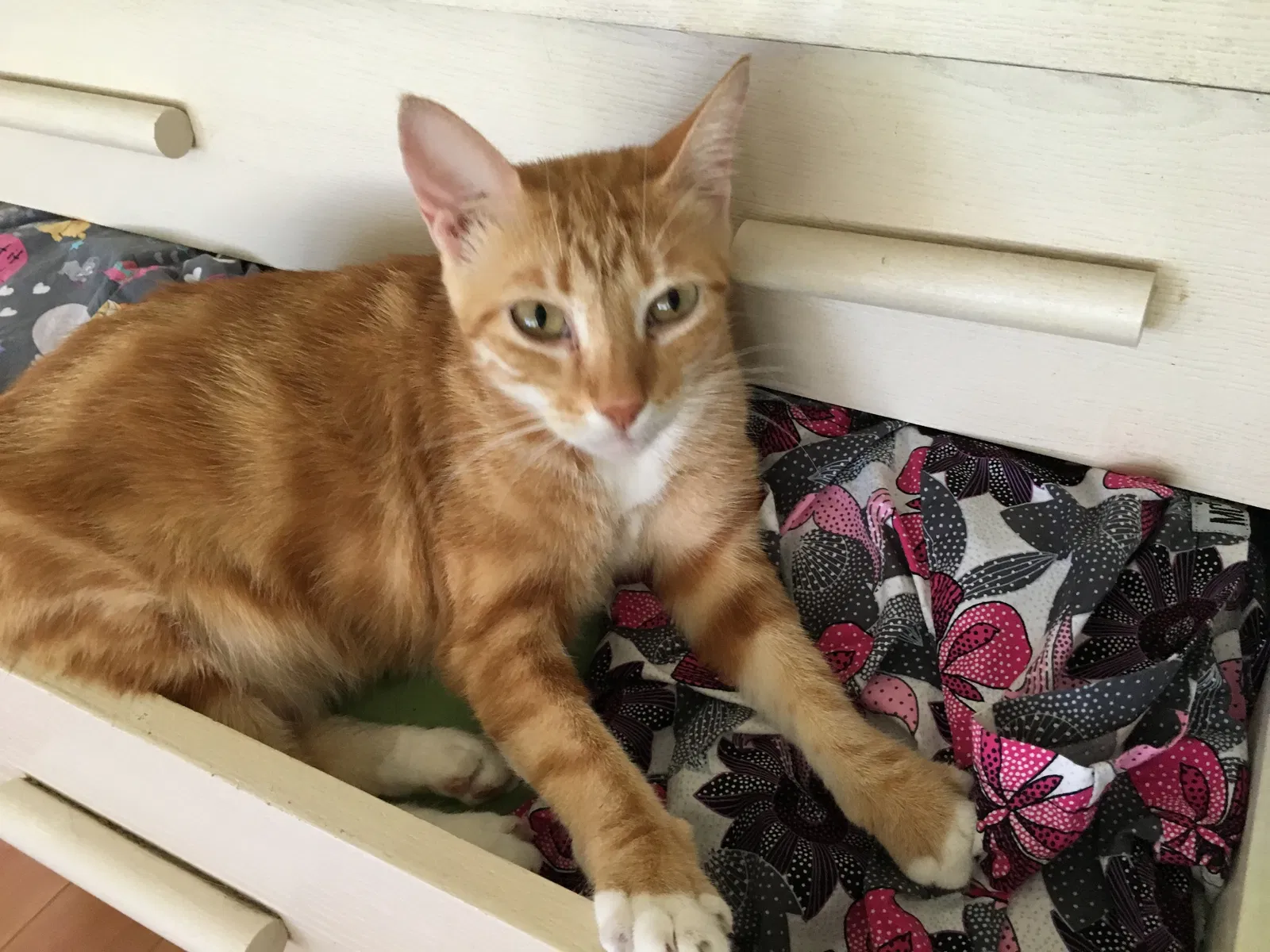 Lost cat in Spring, TX, 77386