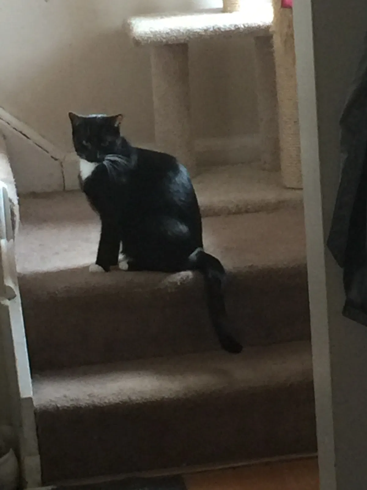 Lost cat in Niagara Falls, NY, 14304
