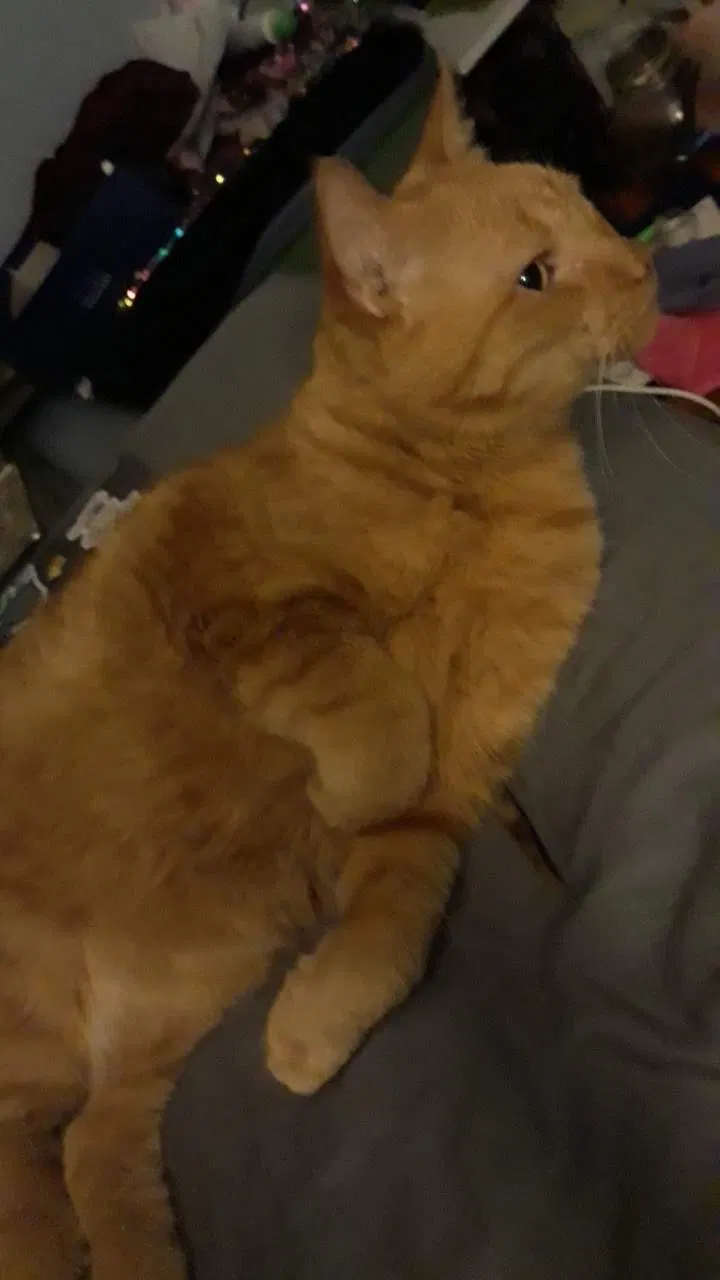 Lost cat in Saint Peter, MN, 56082