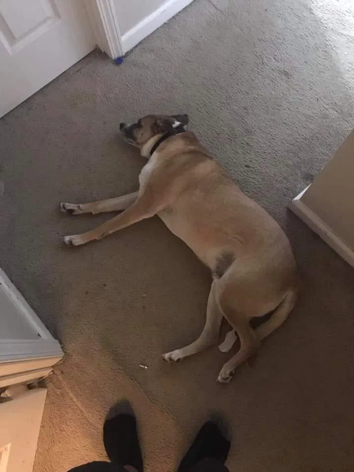 Lost dog in Kenner, LA, 70065
