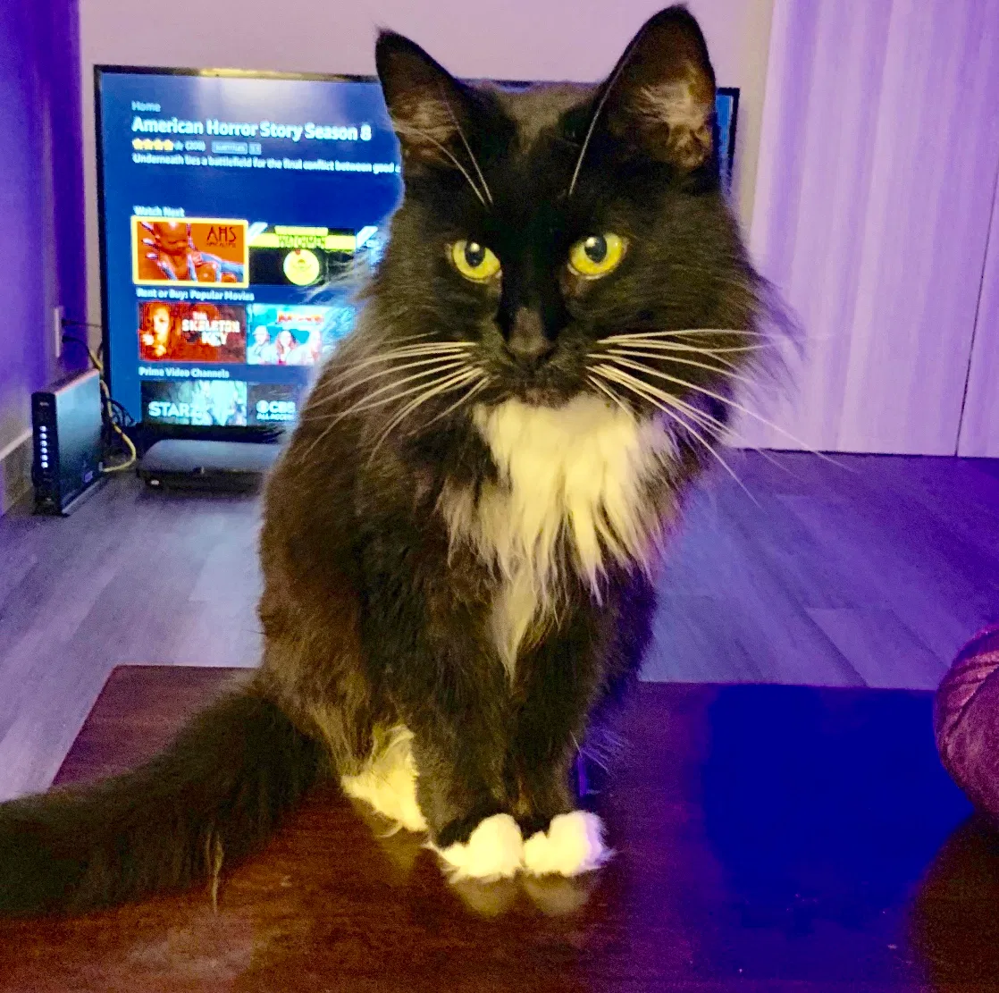 Lost cat in San Leandro, CA, 94579