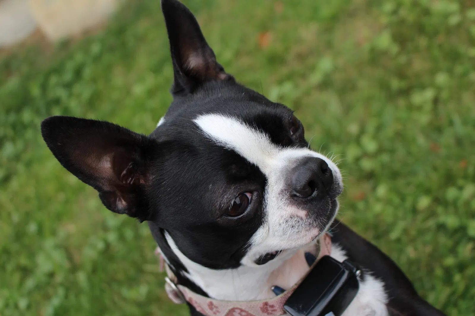 Lost dog in Gordonville, PA, 17529