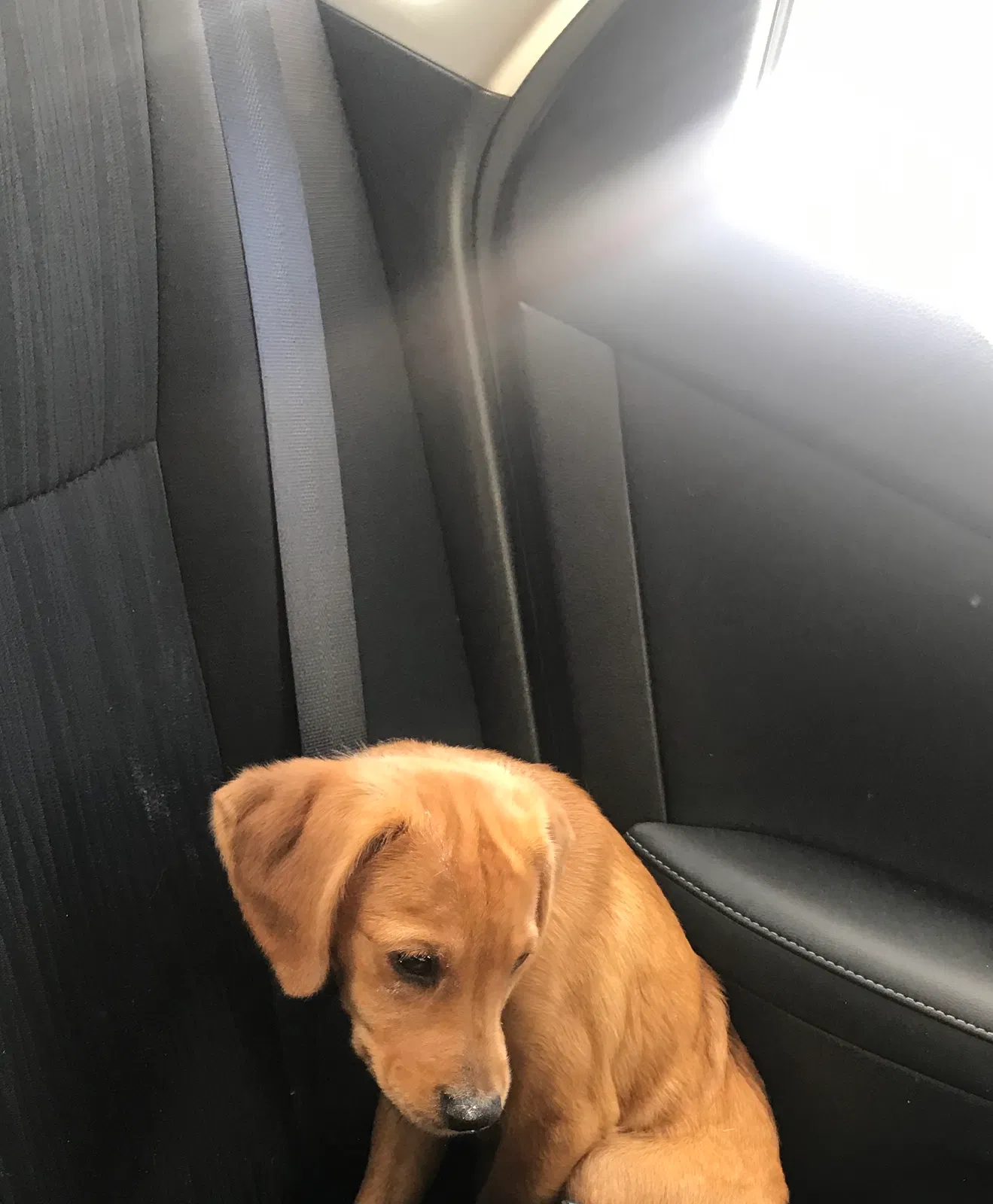 Lost dog in Waco, TX, 76710