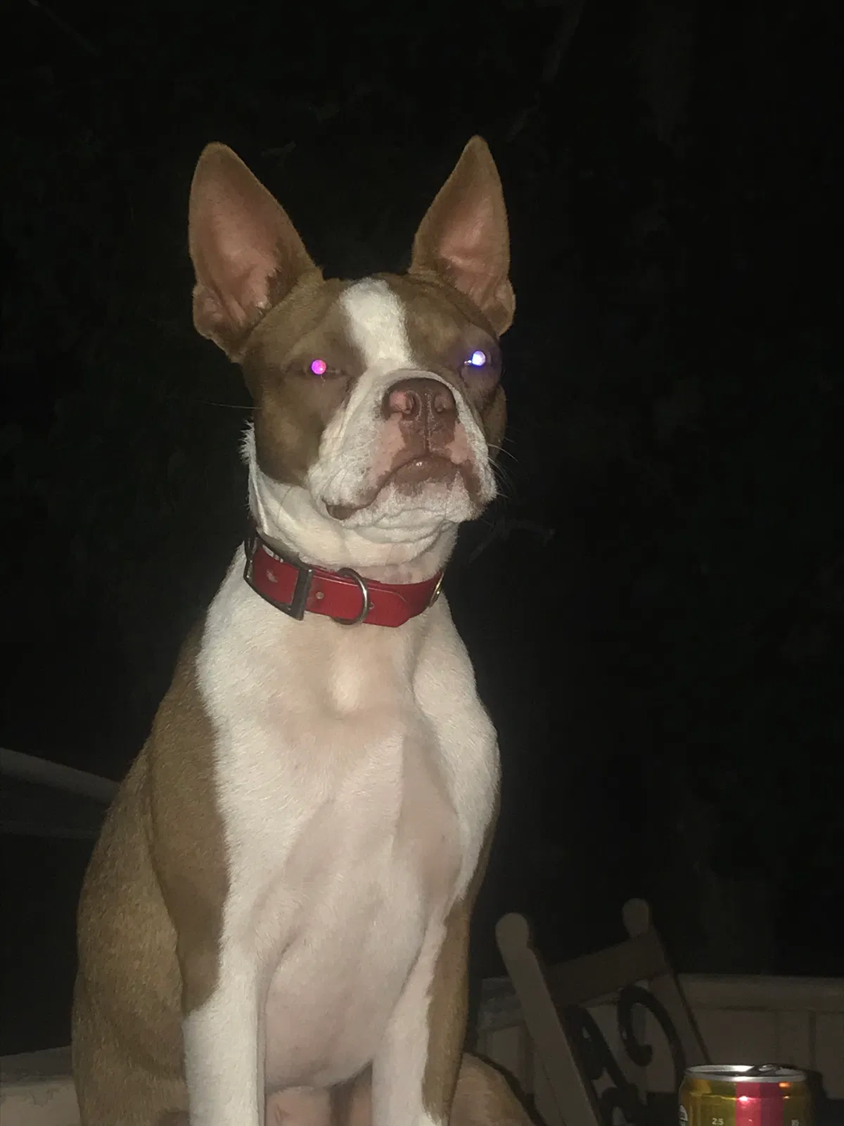 Lost dog in Ariton, AL, 36311