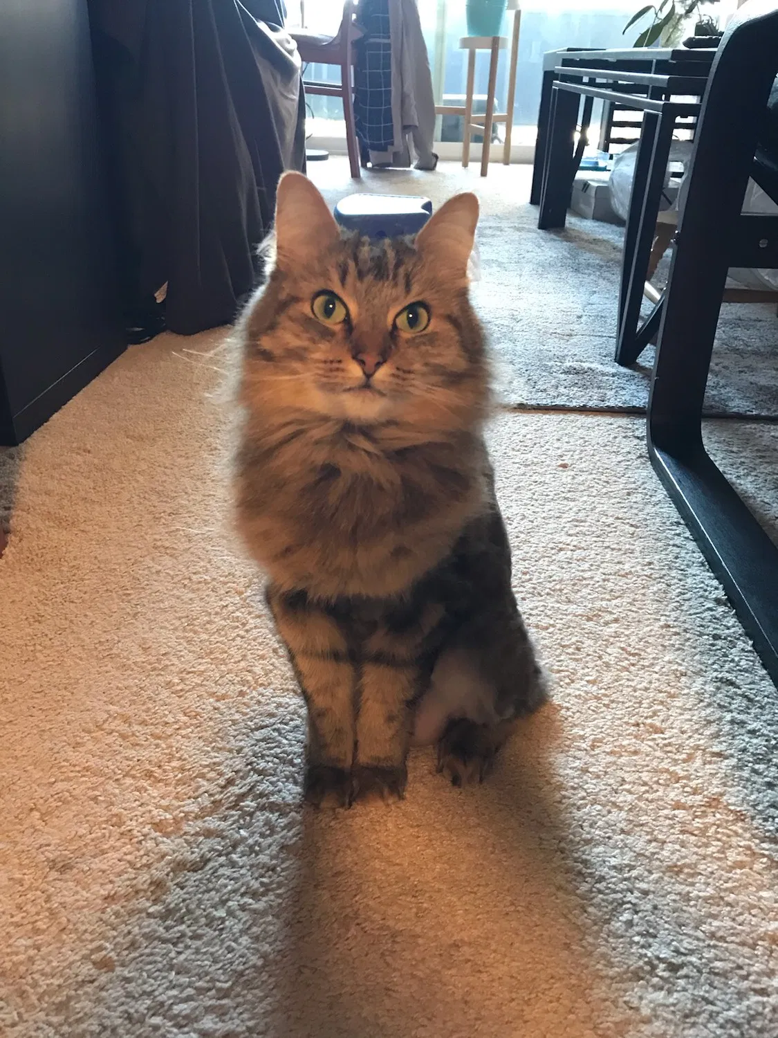 Lost cat in Redmond, WA, 98052