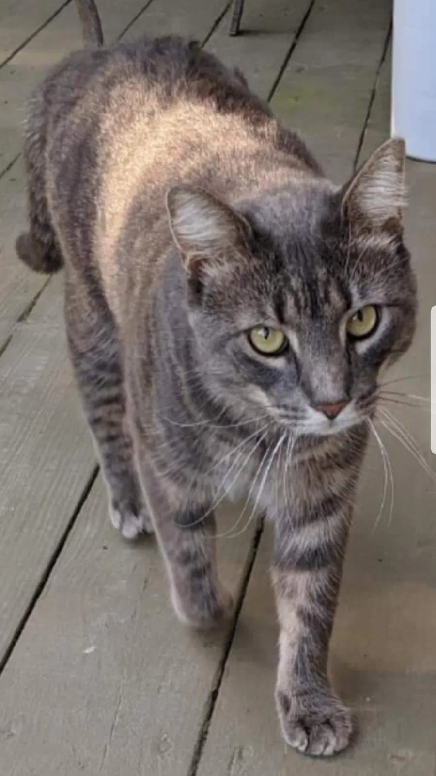 Lost cat in Mount Holly, NJ, 8060
