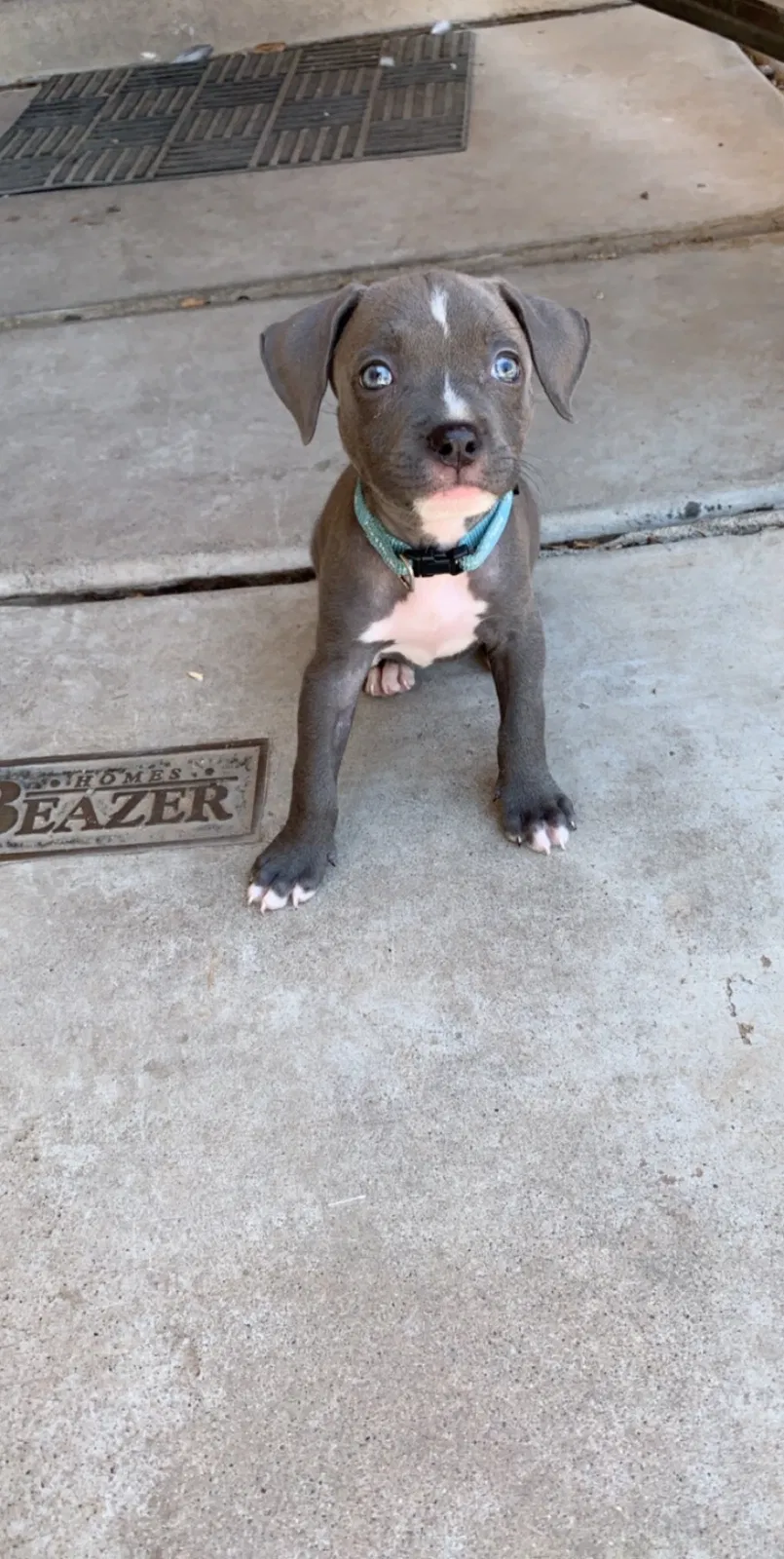 Lost dog in Phoenix, AZ, 85043