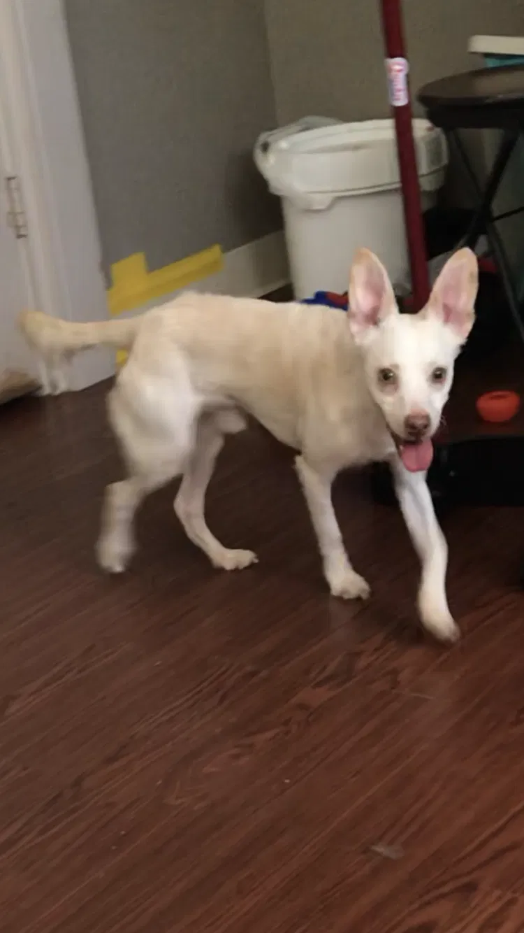 Lost dog in Waipahu, HI, 96797