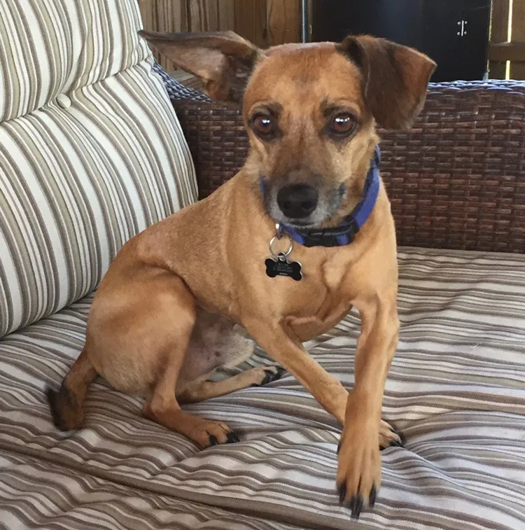 Lost dog in Nashville, TN, 37214