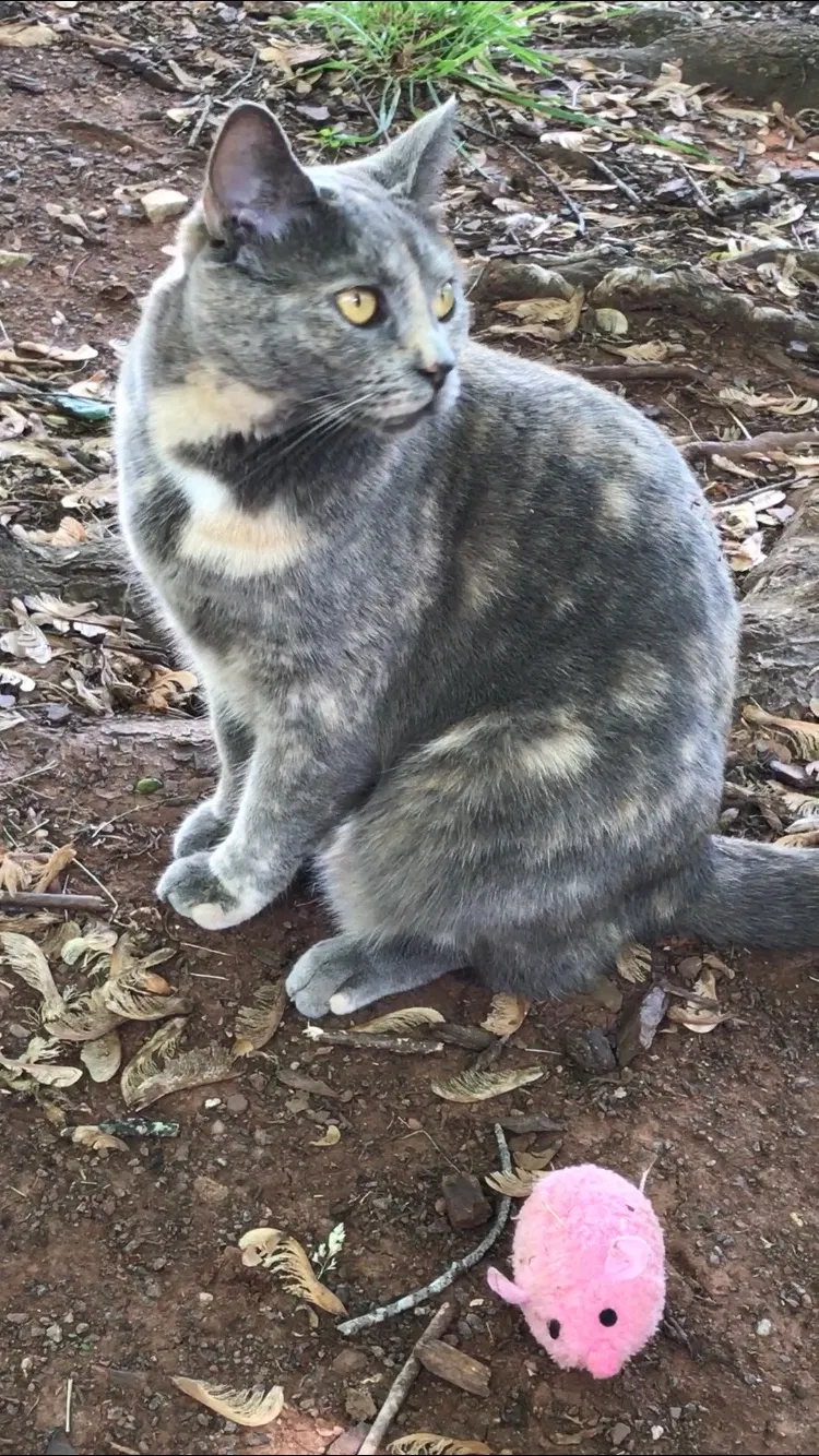Lost cat in Sterling, VA, 20164