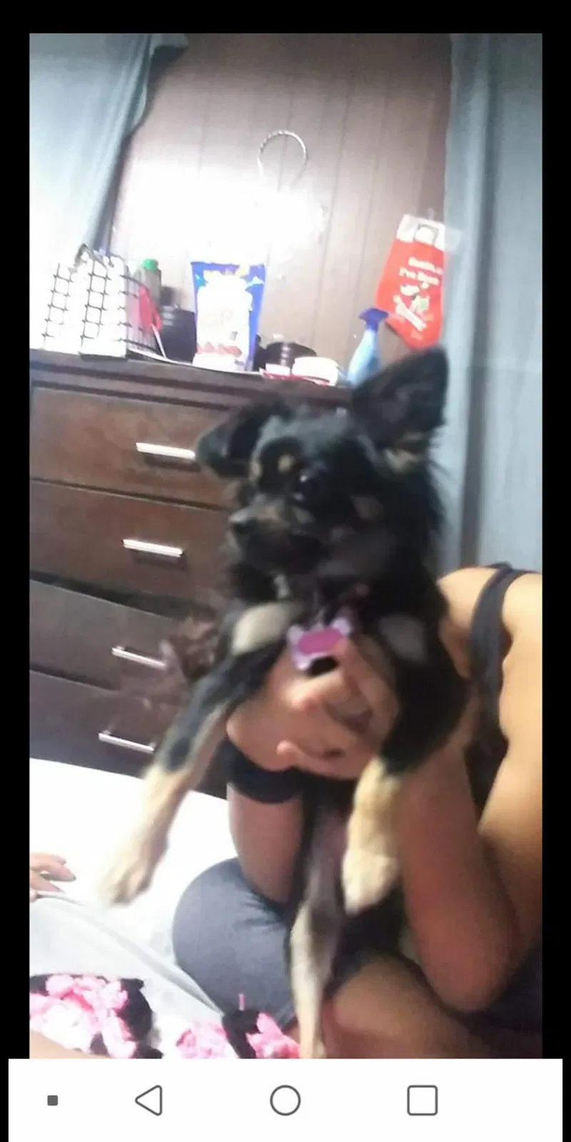 Lost dog in Lebanon, PA, 17046