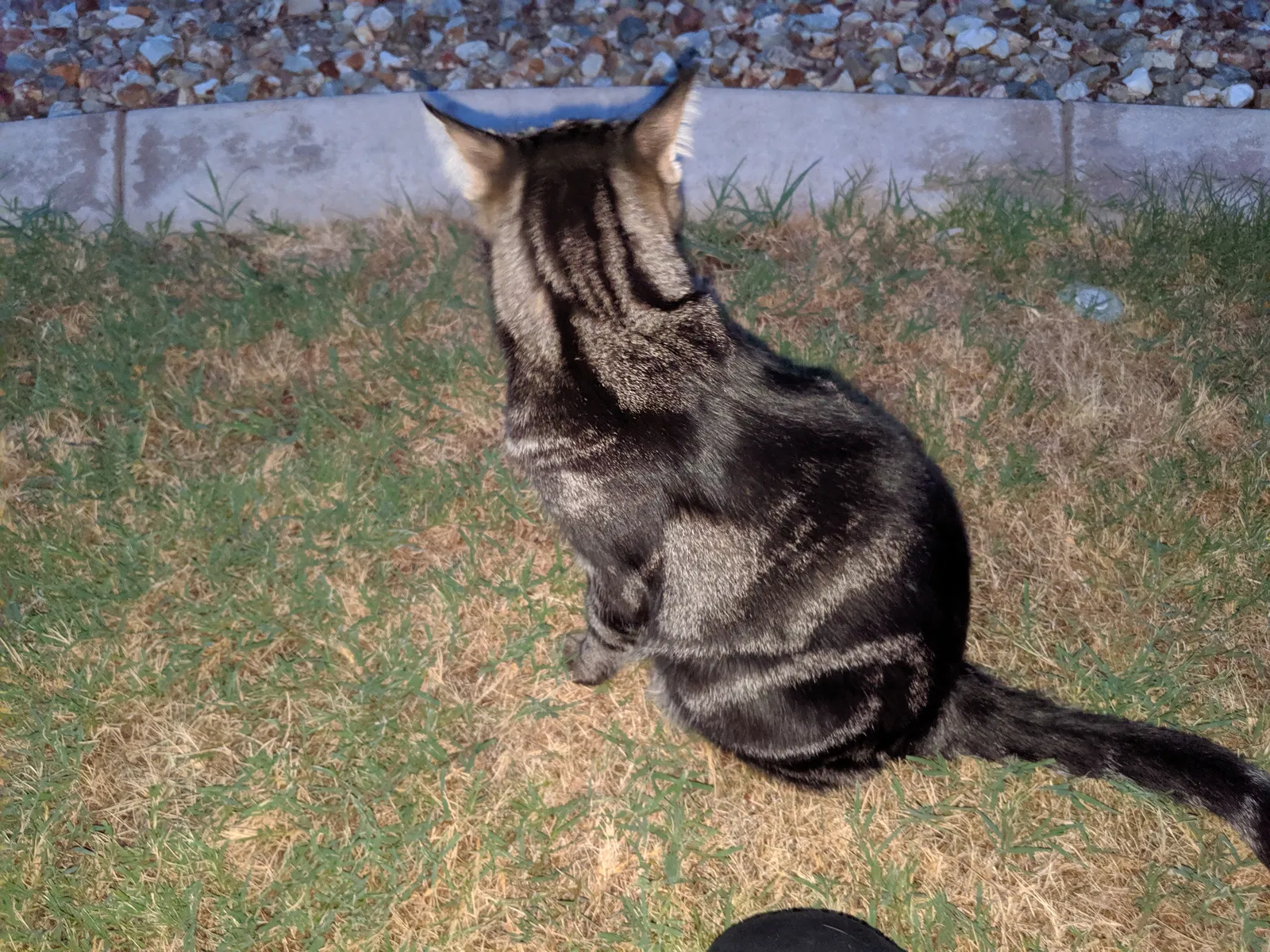 Found cat in Mesa, AZ, 85202