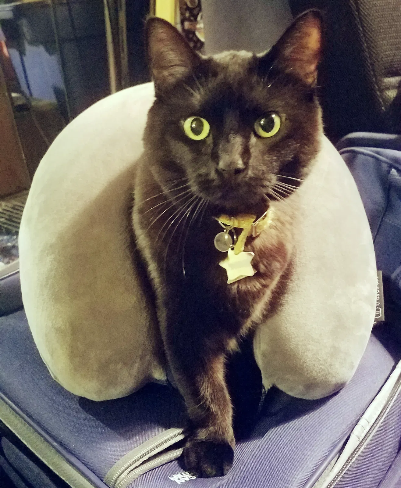 Lost cat in Grand Island, NY, 14072