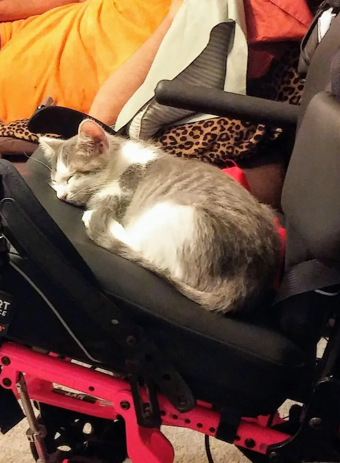 Lost cat in Grand Island, NE, 68801