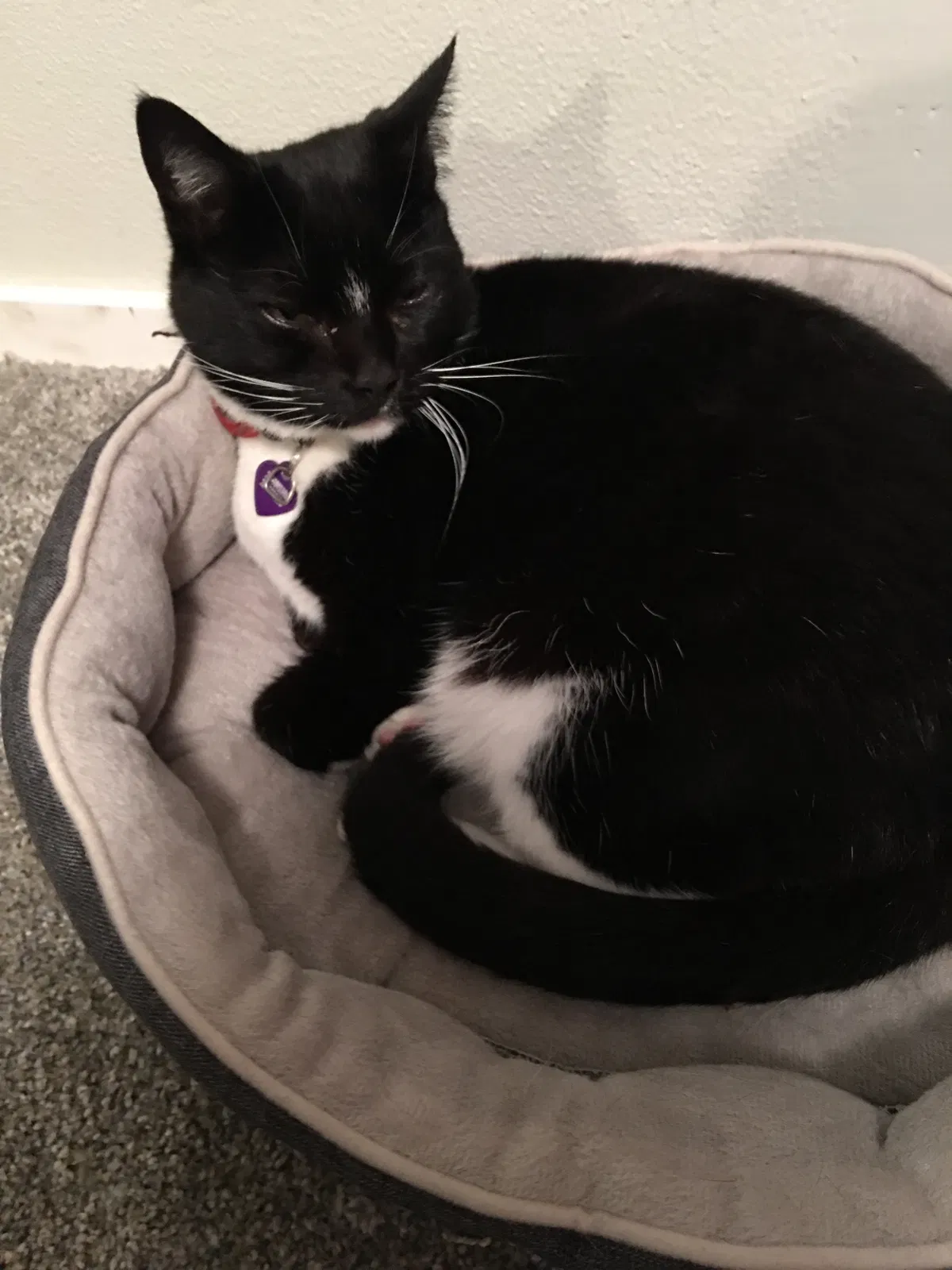 Lost cat in Seattle, WA, 98155
