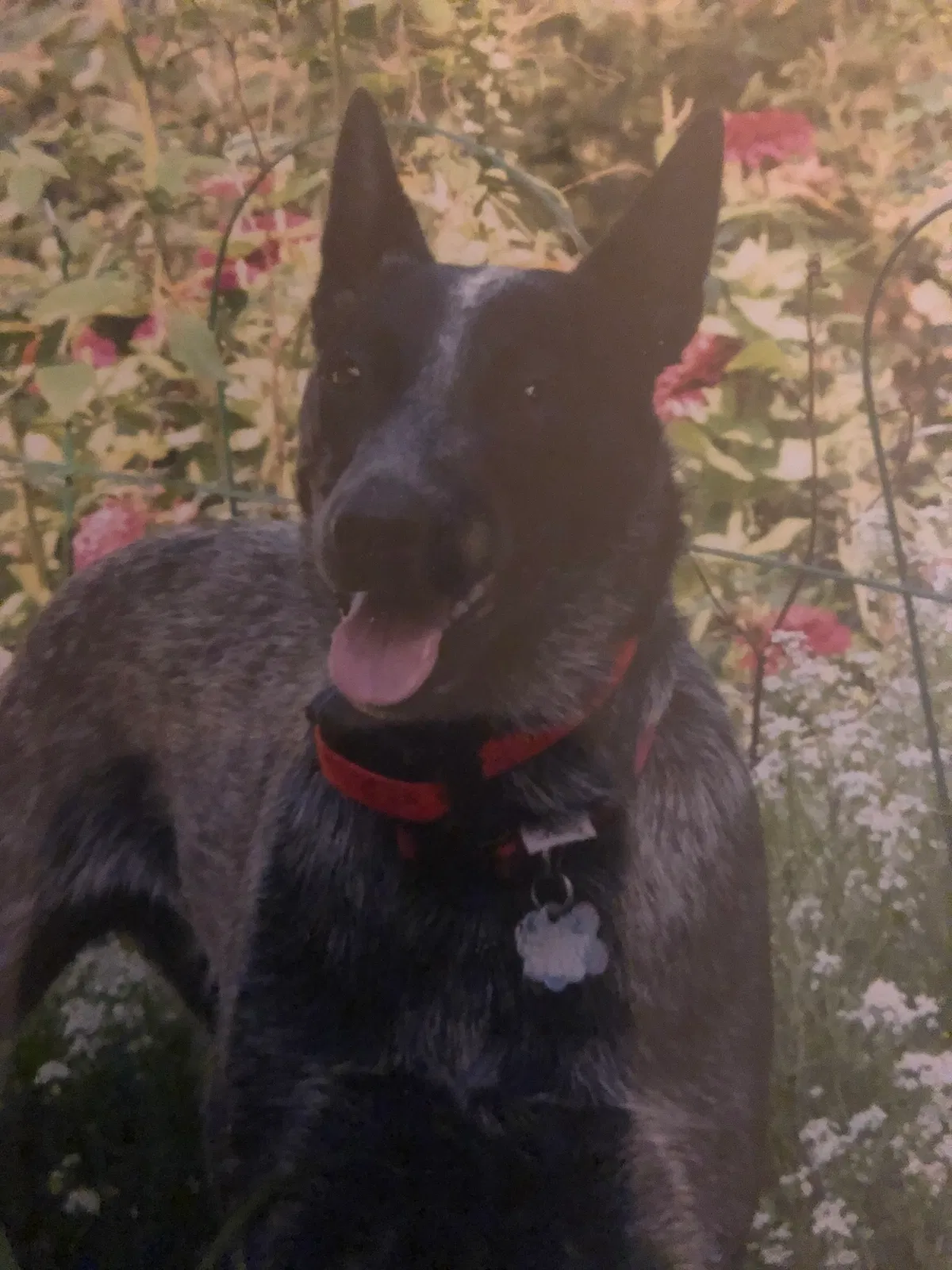Lost dog in Naperville, IL, 60540