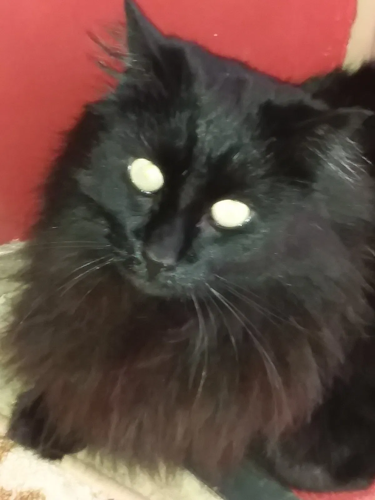 Lost cat in Unknown, AZ, 86000