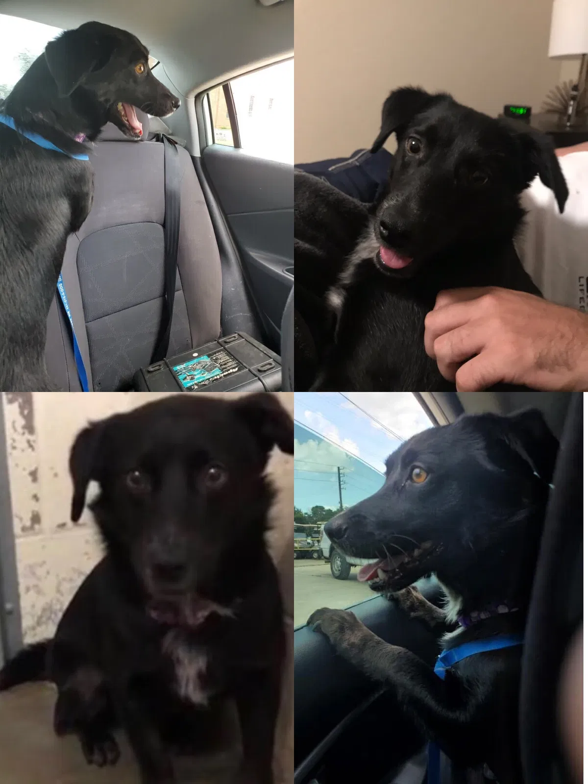 Lost dog in Houston, TX, 77064