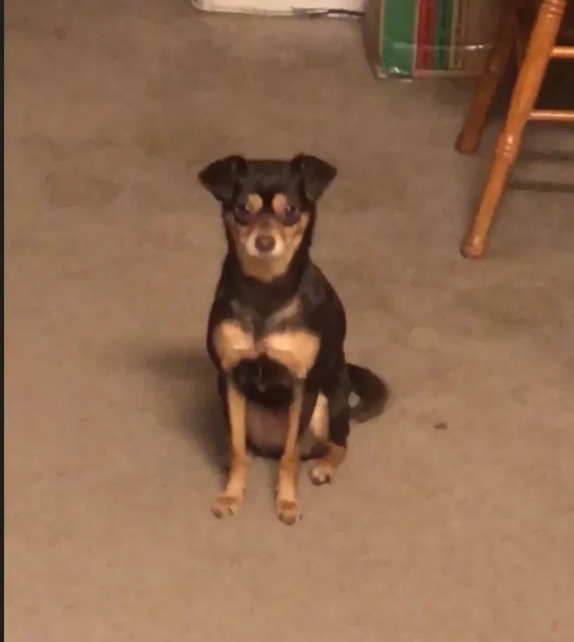 Lost dog in Stockton, CA, 95204