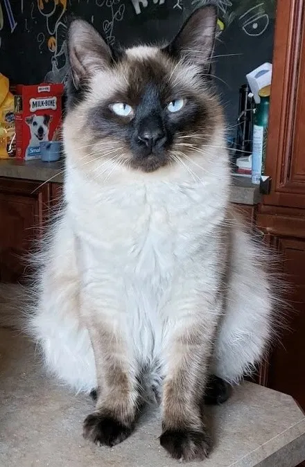 Lost cat in Canton, MI, 48188