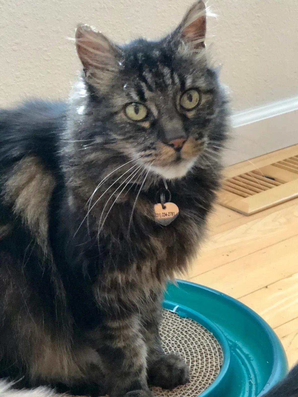 Lost cat in Santa Cruz, CA, 95062