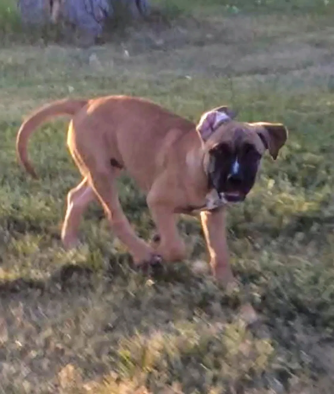 Lost dog in Golden, CO, 80401