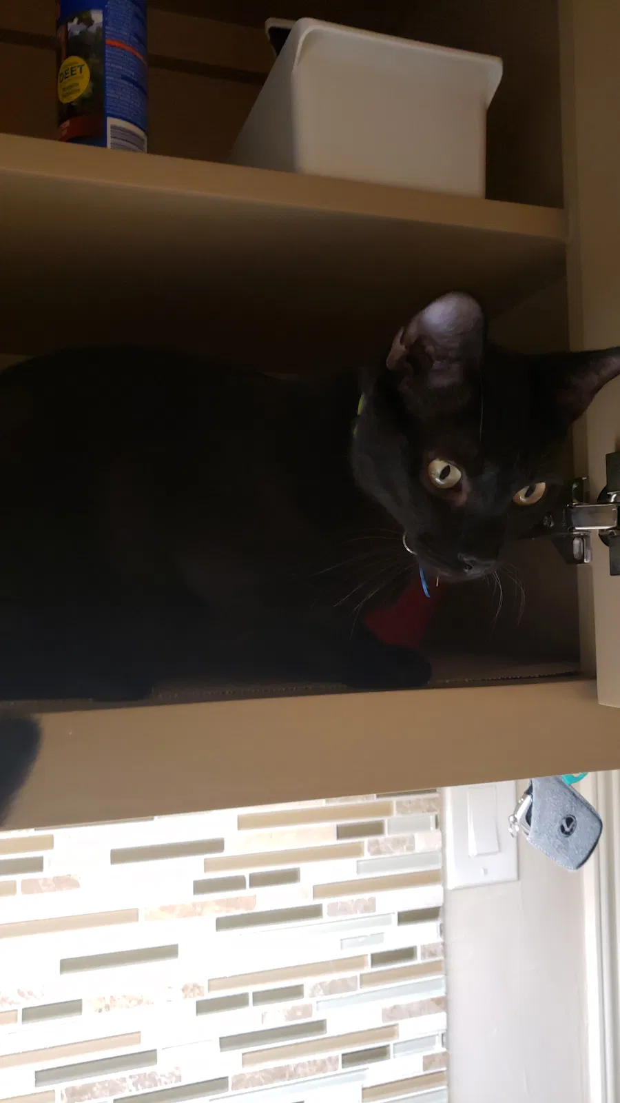 Lost cat in Spring, TX, 77380