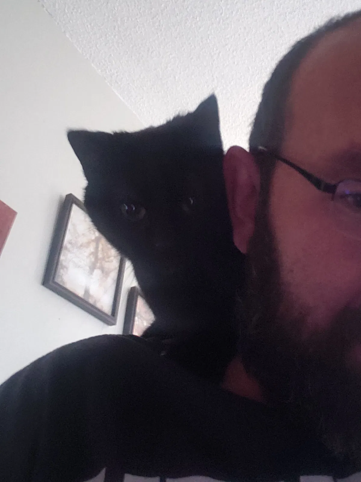 Lost cat in Salt Lake City, UT, 84120