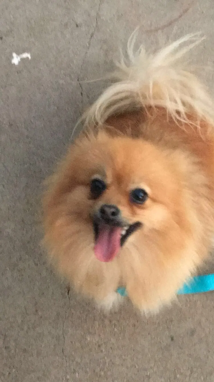 Lost dog in Lubbock, TX, 79423