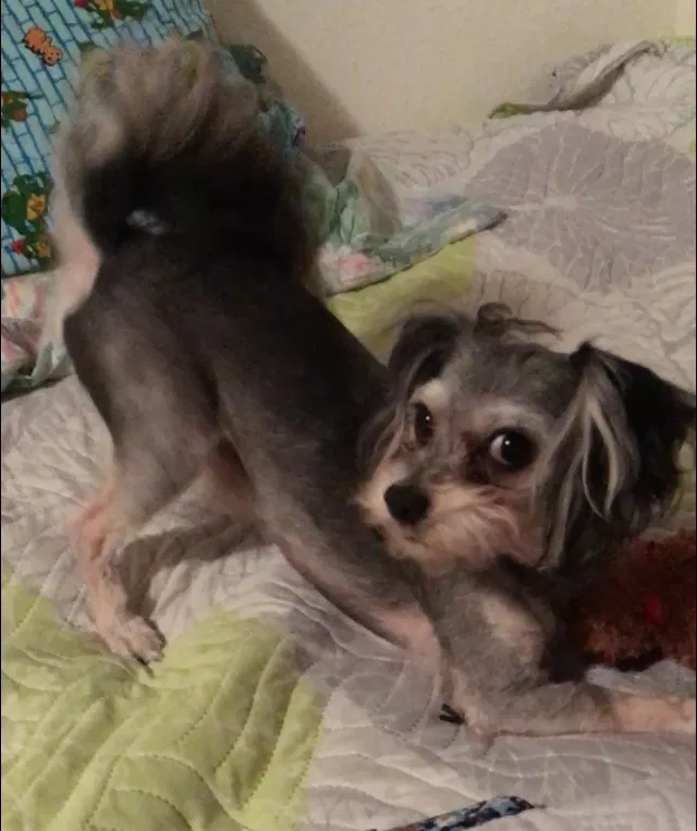 Lost dog in Odessa, TX, 79761