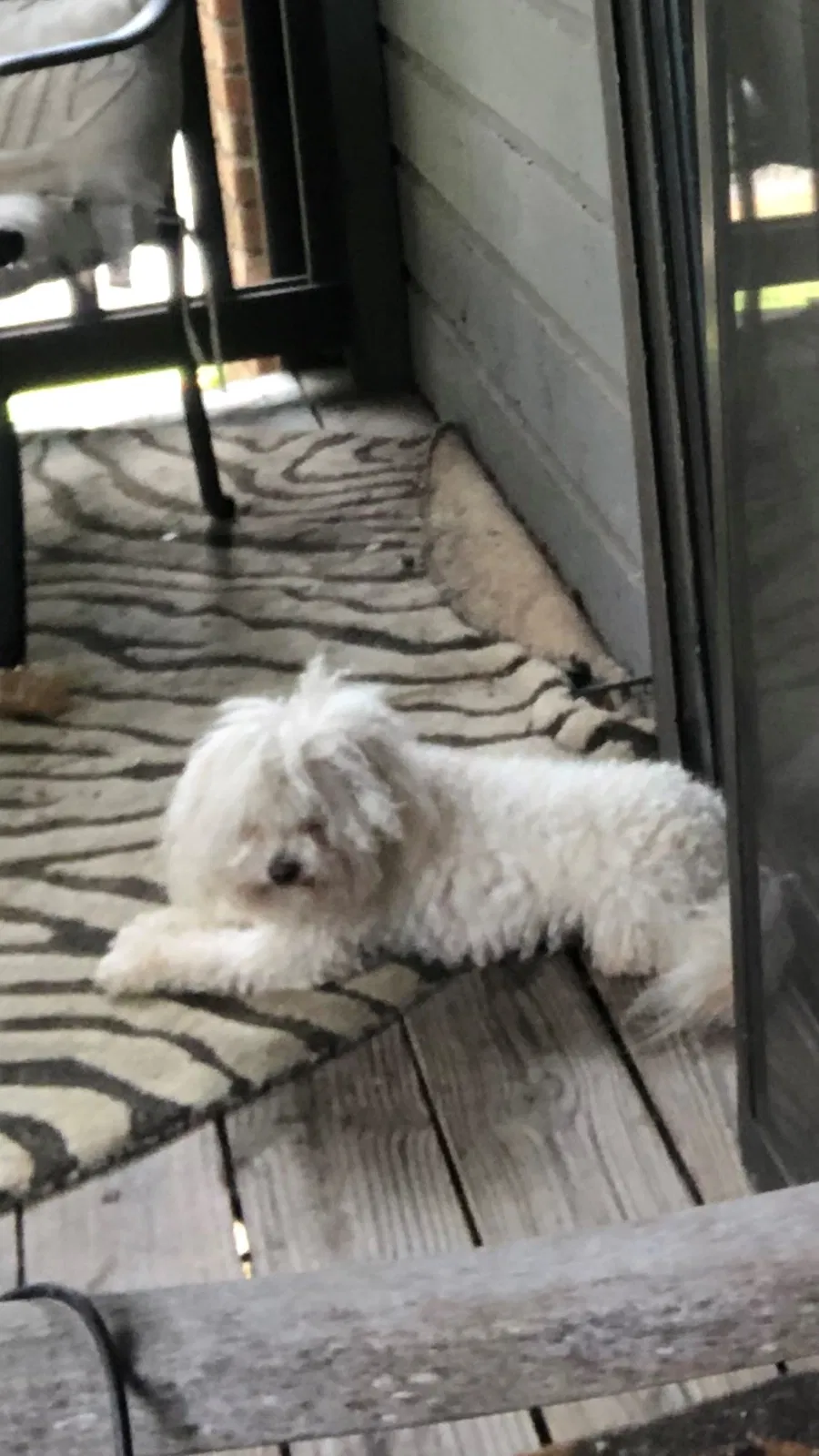 Lost dog in Austin, TX, 78750