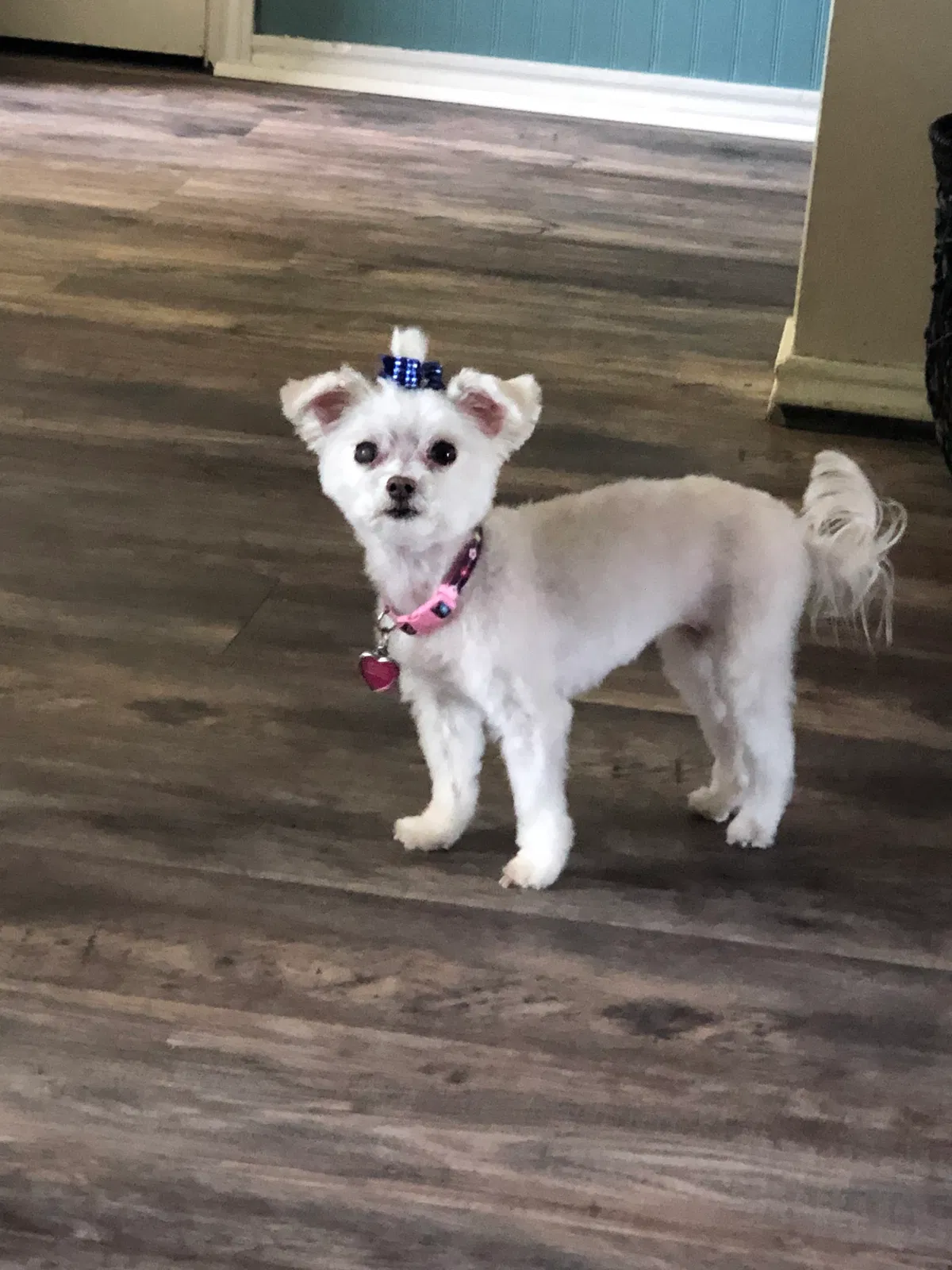 Lost dog in Lubbock, TX, 79404