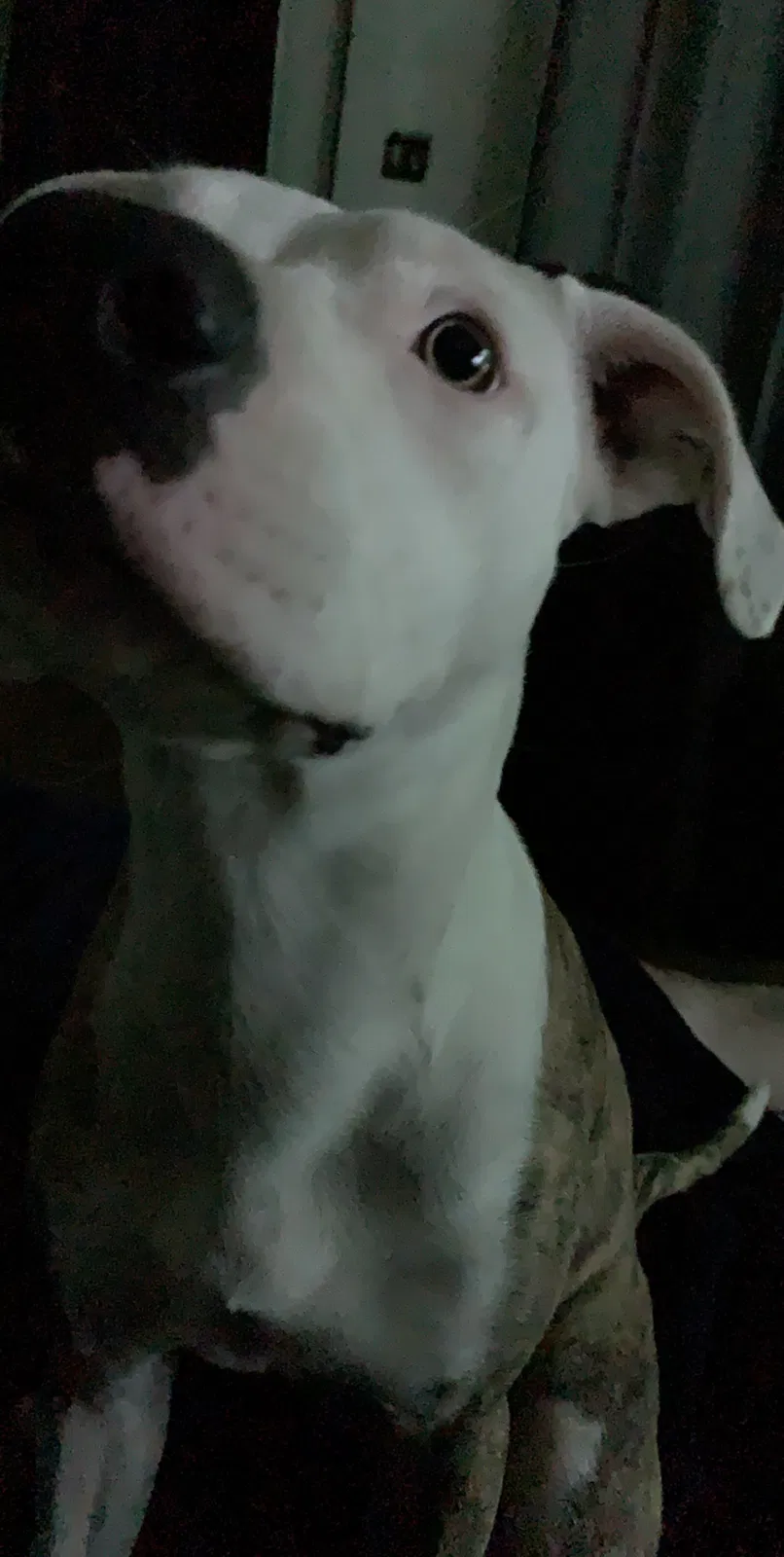 Lost dog in Duluth, MN, 55805