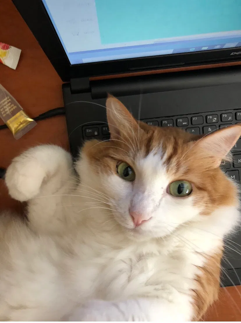 Lost cat in Kahului, HI, 96732