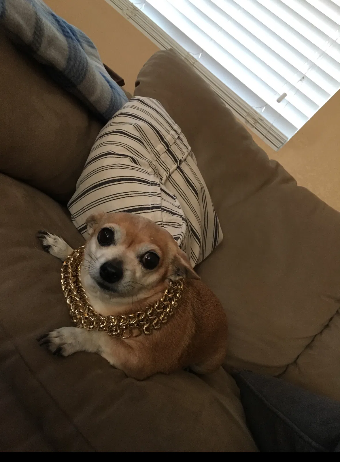 Lost dog in Phoenix, AZ, 85022