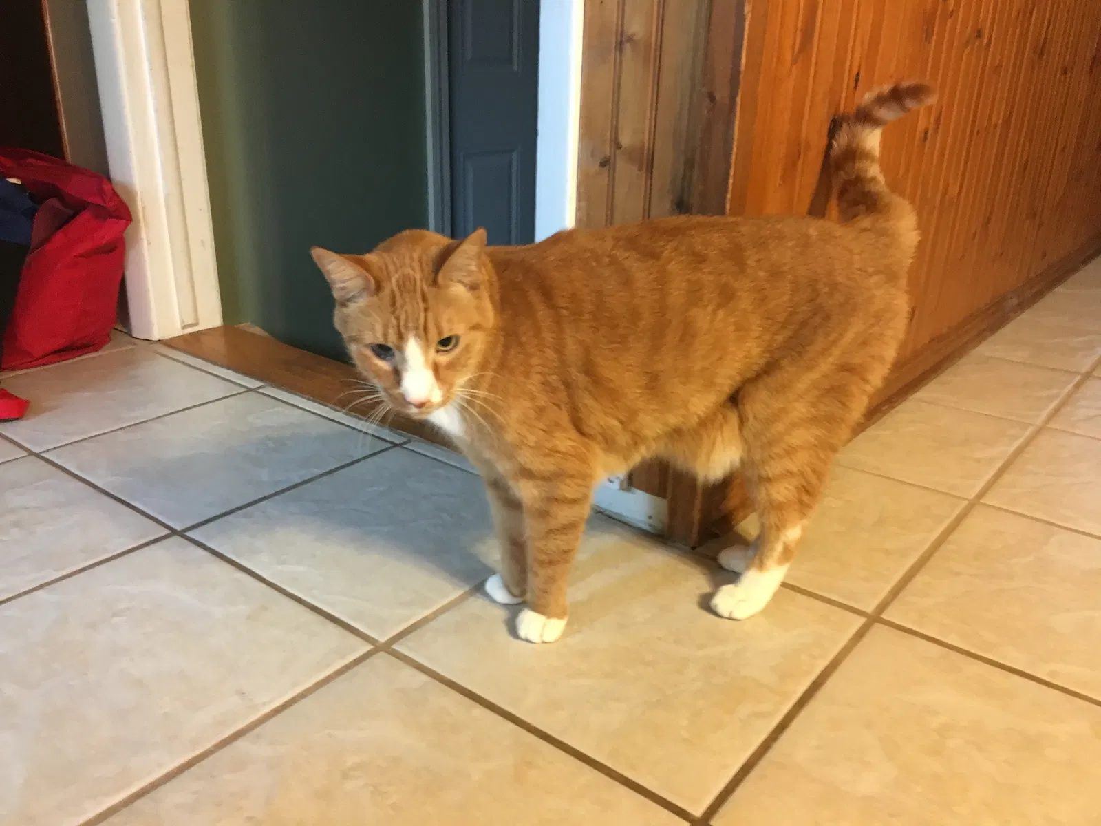 Lost cat in Buffalo, NY, 14224