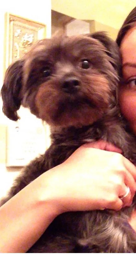Lost dog in Chesapeake, VA, 23320