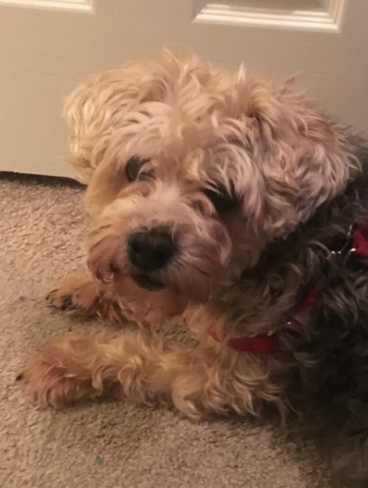 Lost dog in Rhome, TX, 76078