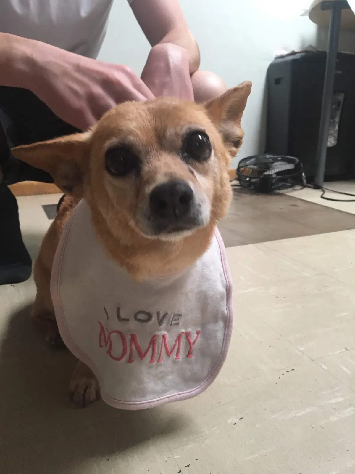 Lost dog in Tucson, AZ, 85710