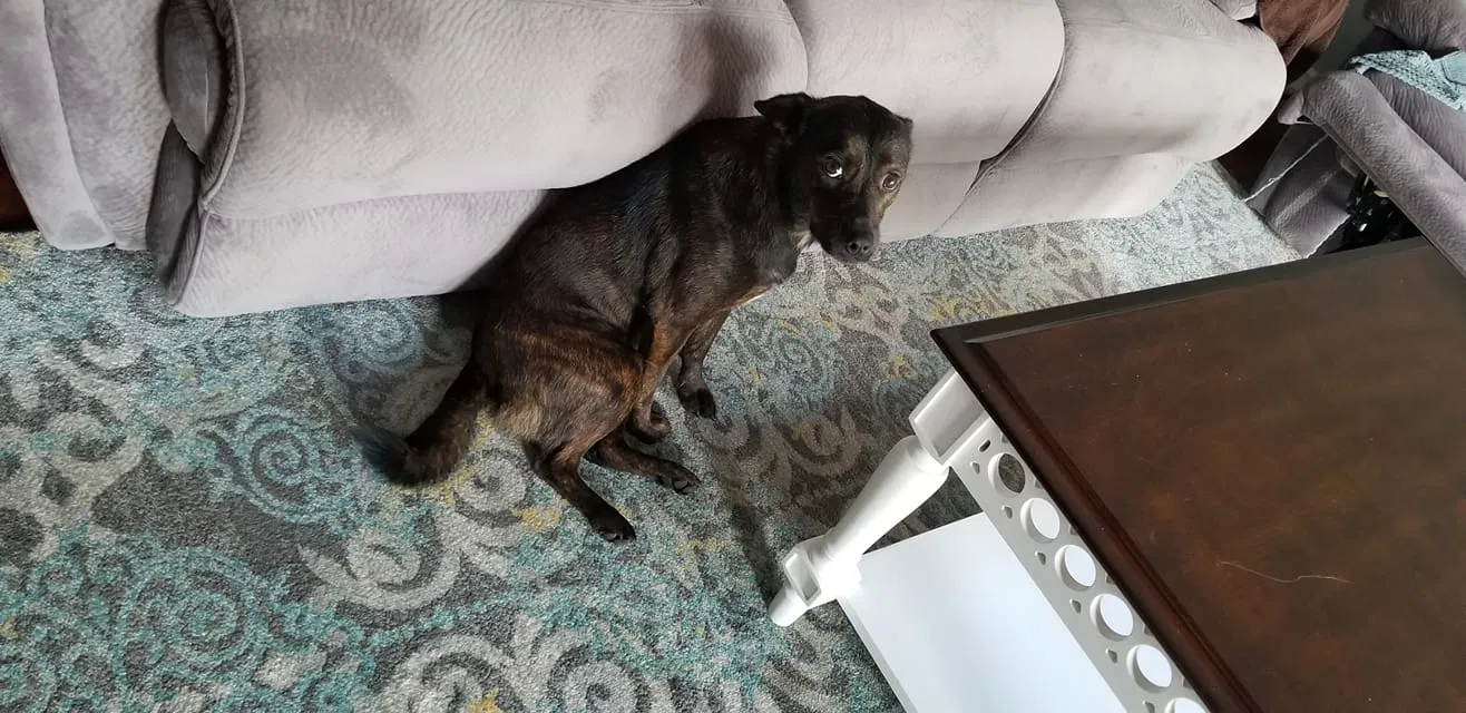 Lost dog in West Columbia, SC, 29170