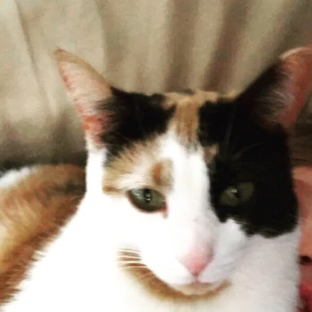 Lost cat in Buffalo, NY, 14217