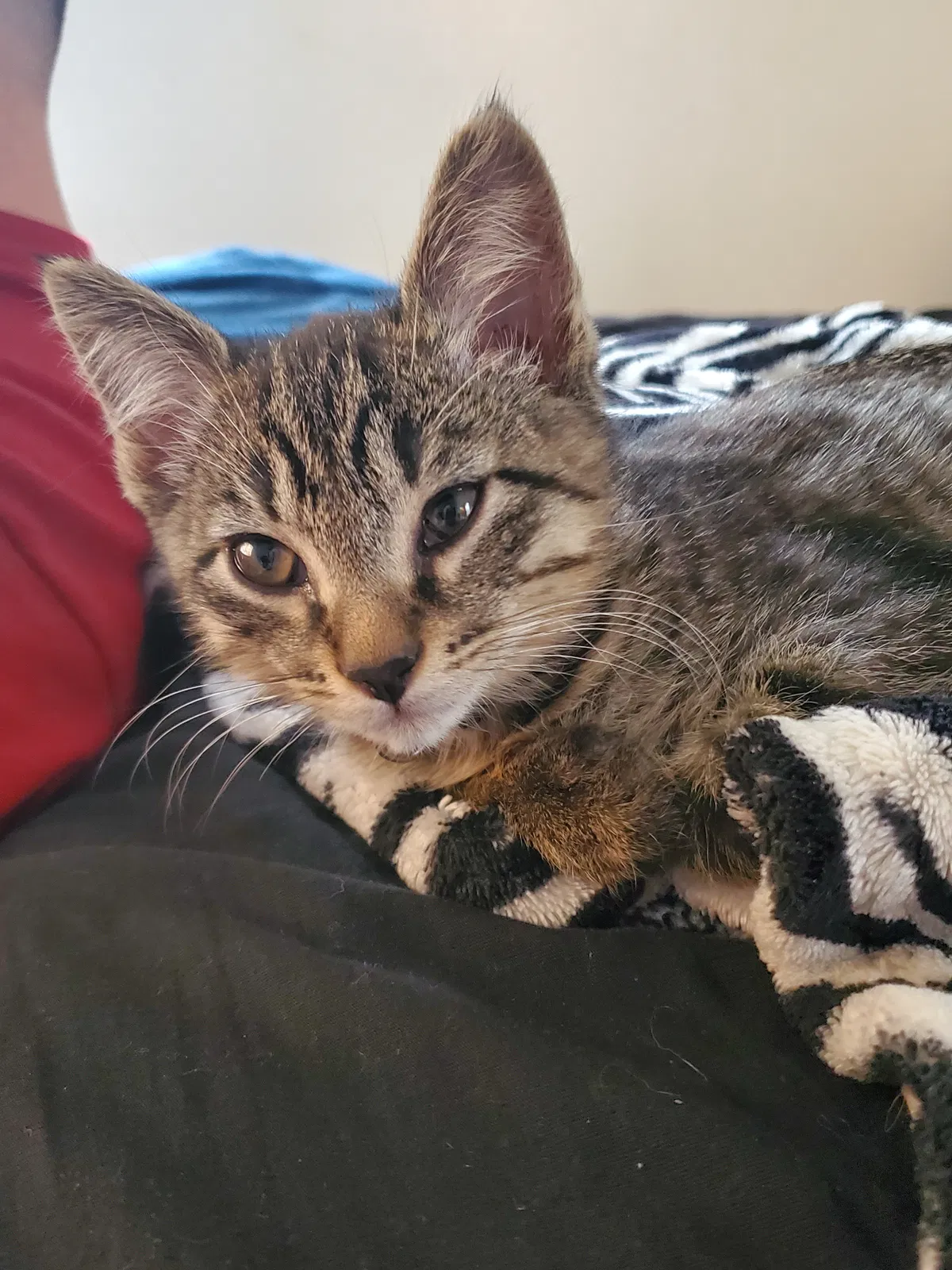 Lost cat in Denver, CO, 80229