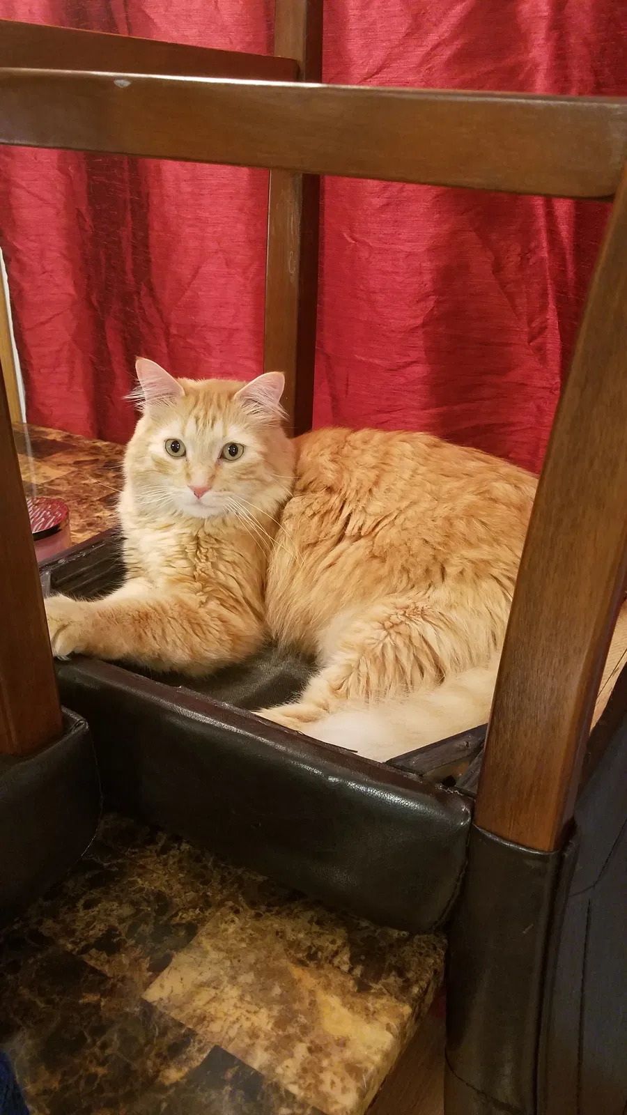 Lost cat in Grand Junction, CO, 81504