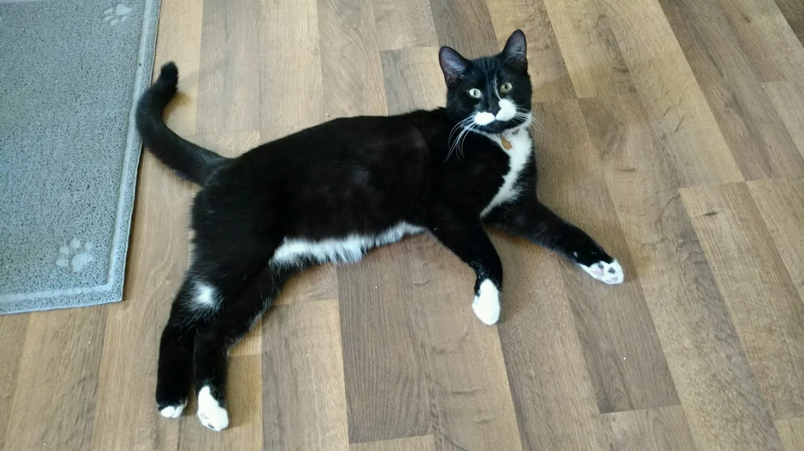 Lost cat in Arkansaw, WI, 54721