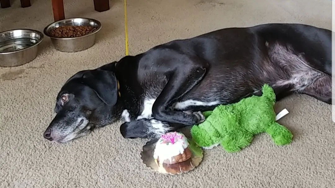 Lost dog in Dayton, OH, 45424
